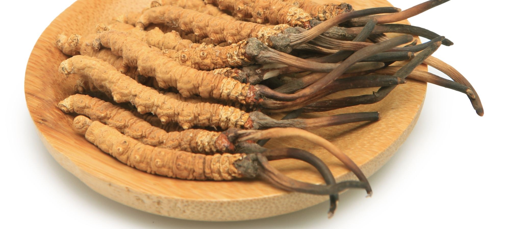 Cordyceps